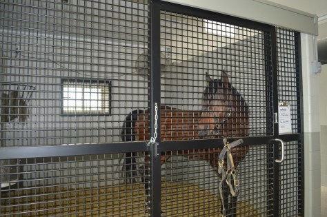 A Day With The Horses