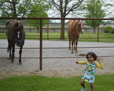 A Day With The Horses