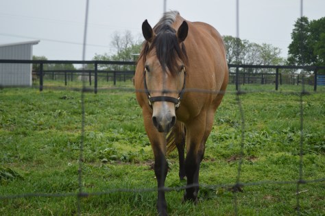 A Day With The Horses