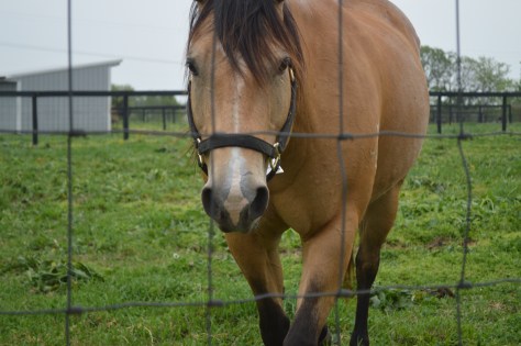 A Day With The Horses