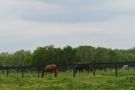 A Day With The Horses