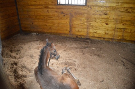 A Day With The Horses