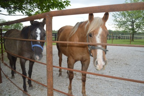 A Day With The Horses