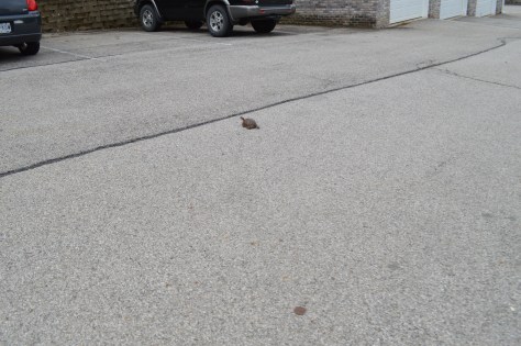 When a Tortoise decides to Cross the Road