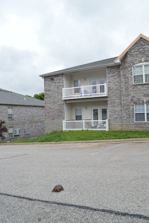 When a Tortoise decides to Cross the Road