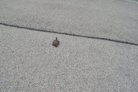 When a Tortoise decides to Cross the Road