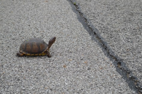 When a Tortoise decides to Cross the Road