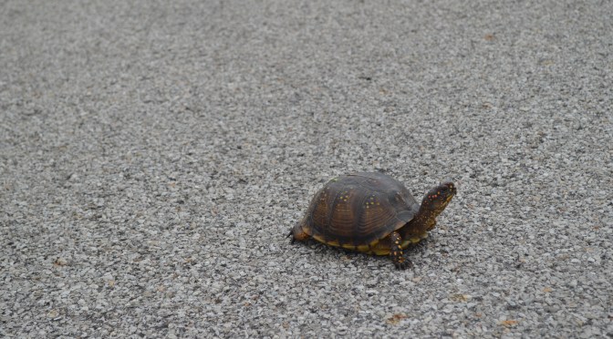When a Tortoise decides to Cross the Road