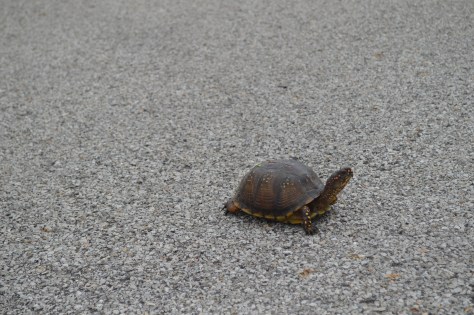 When a Tortoise decides to Cross the Road